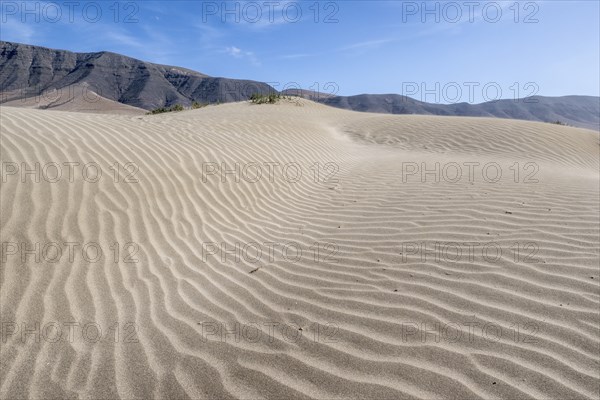 Dune landscape, Playa de Famara, Lanzarote, Canary Islands, Spain, Europe