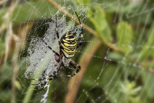 Wasp spider (Argiope bruennichi, Aranea brünnichii) feeding on caught insect in spiral orb web