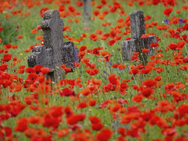 Poppy, poppy, cemetery, gravestone, cross, flowers, poppies, Tiszaalp-r, Kiskuns-gi National Park,