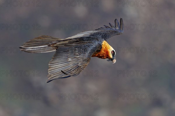 Bearded vulture, bearded vulture (Gypaetus barbatus), Gypaetus barbatus meridionalis, Giant's