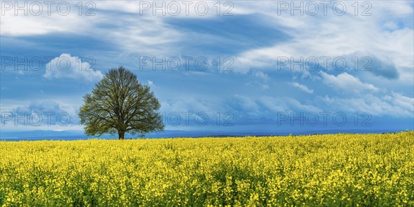 Lime tree (Tilia) on the Hödinger Berg, Hödingen, Lake Constance district, Upper Swabia,