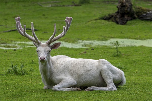 Leucistic red deer (Cervus elaphus) stag, white morph at forest edge with antlers covered in velvet
