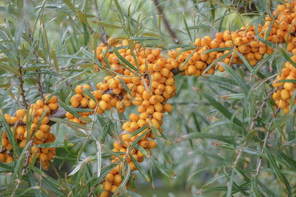 Sea buckthorn (Hippophae rhamnoides ORANGE ENERGY), Höhere Bundeslehr- und Forschungsanstalt für