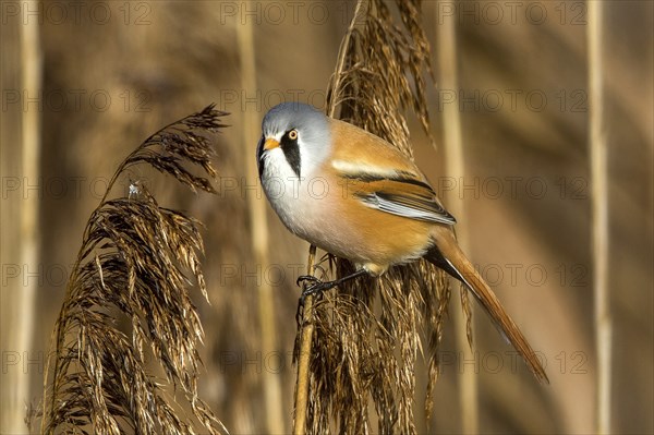 Bearded reedling (Panurus biarmicus), Federsee lake, Baden-Württemberg, Federal Republic of Germany