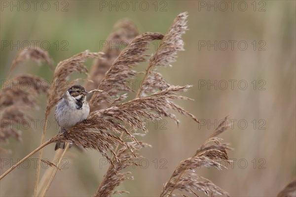 Reed bunting (Emberiza schoeniclus) adult bird feeding on a Common reed seedhead in a reedbed,