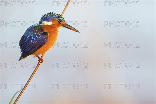 Crested Kingfisher, Corythohrnis cristatus, (Alcedo cristata), Kingfisher family, Malachite