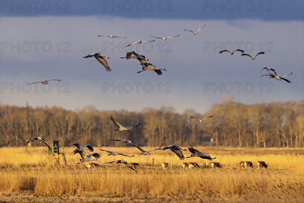 Eine Schar fliegender Vögel über einem Feld bei Sonnenuntergang, die eine ruhige, freie AtmosphÃ¤re