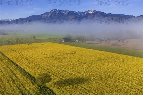 Aerial view of a rape field in front of mountains in spring, midday light, fog, view of Herzogstand