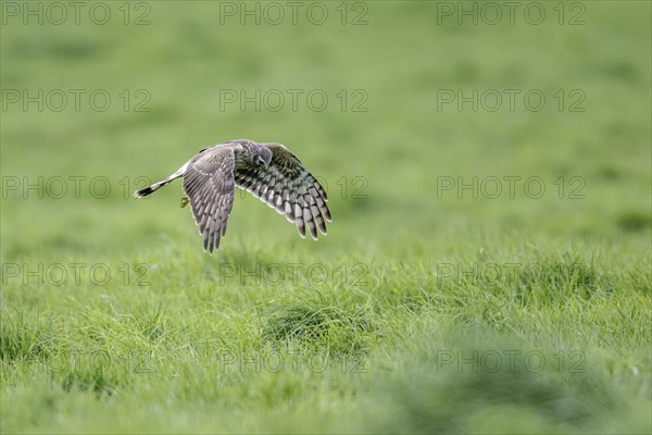 Hen harrier (Circus cyaneus), Emsland, Lower Saxony, Germany, Europe
