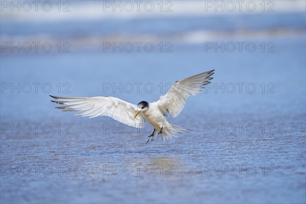 Greater crested tern (Thalasseus bergii) wildlife in Australia
