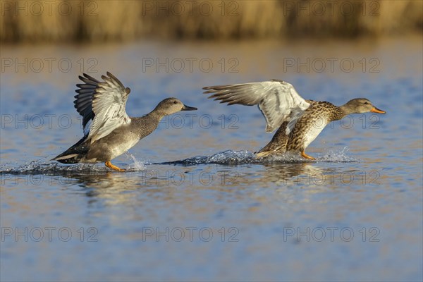 Gadwall, (Anas strepera), Mareca strepera, Wagbachniederung, Baden-Württemberg, Federal Republic of