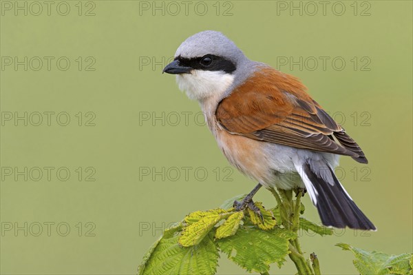 Red-backed shrike, red-backed shrike, thorn-backed shrike, family of shrikes, (Lanius collurio),
