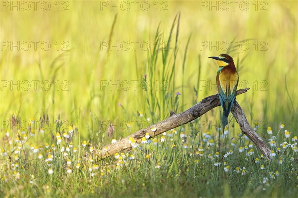 Bee-eater, (Merops apiaster), perch, meadow with wildflowers, Tiszaalpar, Kiskunsagi National Park,