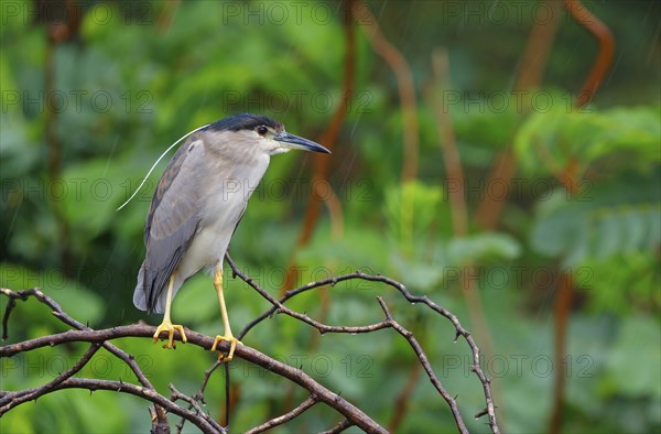 Black-crowned black crowned night heron (Nycticorax nycticorax), Bihoreau gris, HÃˆron bihoreau,