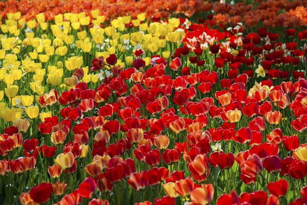Flower meadow with colourful tulips, Mainau Island, Lake Constance, Baden-Württemberg, Germany,