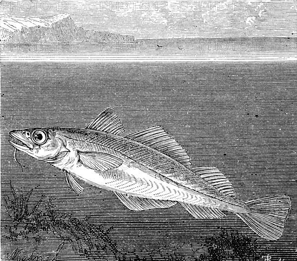 Atlantic cod or codfish, Gadus morhua, in an illustration from 1870, Historical, digital