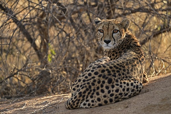 Cheetah (Acinonyx Jubatus) lying next to a termite mound and looking back at the camera, Okonjima