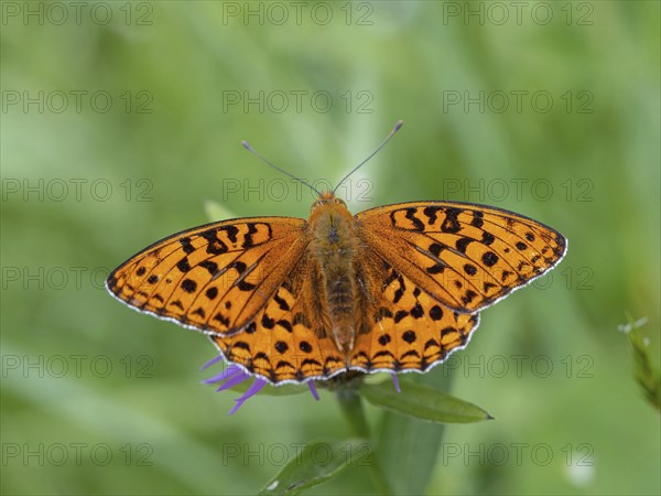 High brown fritillary (Argynnis adippe), High brown fritillary, butterfly, insect, Black Forest,
