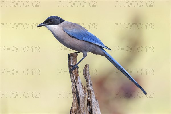 Blue magpie, (Cyanopica cyanus), Hides De Calera / Magpie Hide, Calera Y Chozas, Castilla La Mancha