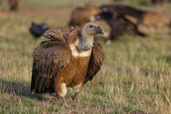 Griffon Vulture, Eurasian Griffon Vulture, Griffon Vulture, Eurasian Griffon, (Gyps fulvu), Vautour
