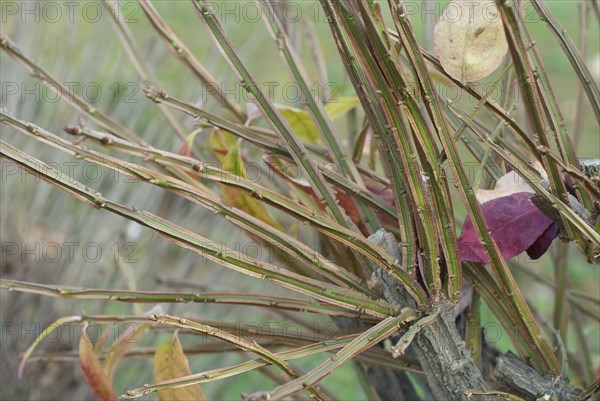 Cork-winged spindle bush (Euonymus alatus 'Compactus'), BS SÃ¤mann, Bautzen, 81