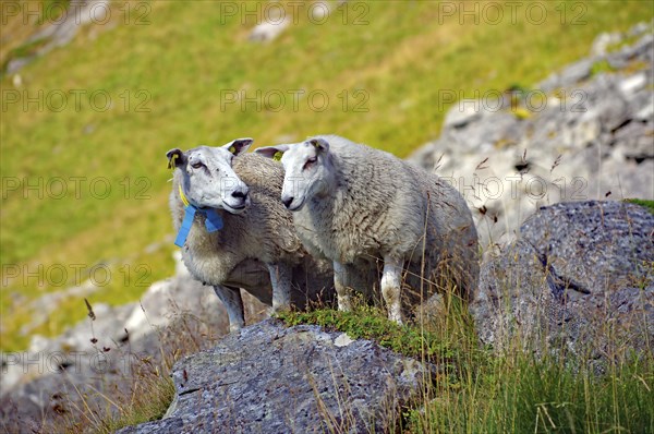 Two sheep standing on rocky terrain in the middle of green meadows in a mountainous natural