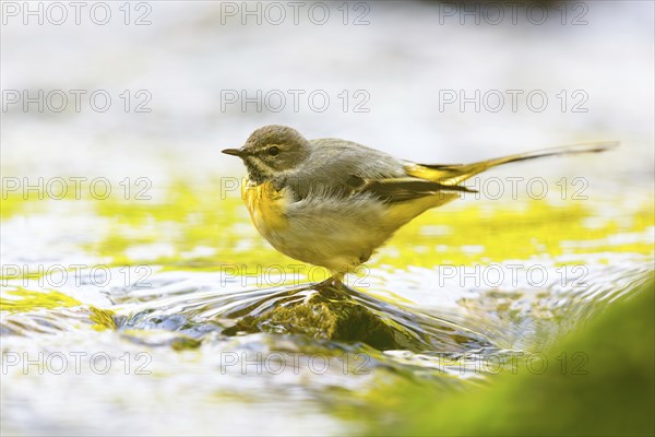 Grey wagtail (Motacilla cinerea), Bergeronnette des ruisseaux, Lavandera Cascadena, mountain