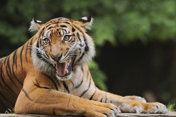 Sumatran tiger (Panthera tigris sumatrae), male snarling, captive, occurring on Sumatra, Indonesia,