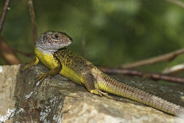 Green lizard, Lacerta viridis, European green lizard