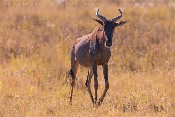 Africa, Botswana, antelope, lyrebird, Botswana, Africa