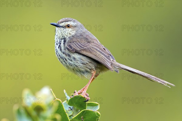 Spotted Prinia, (Prinia maculosa), Harold Porter National Botanical, Betty's Bay, Western Cape,