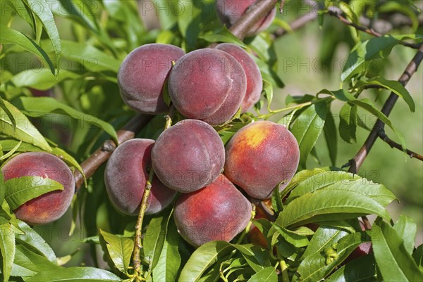 Peach (Prunus persica 'Collins'), Bundessortenamt, Marquardt testing centre, Brandenburg, Germany,