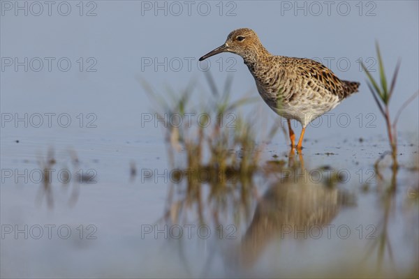 Ruff (Philomachus pugnax), female, Narew, Bialystok, Podlasie, Poland, Europe
