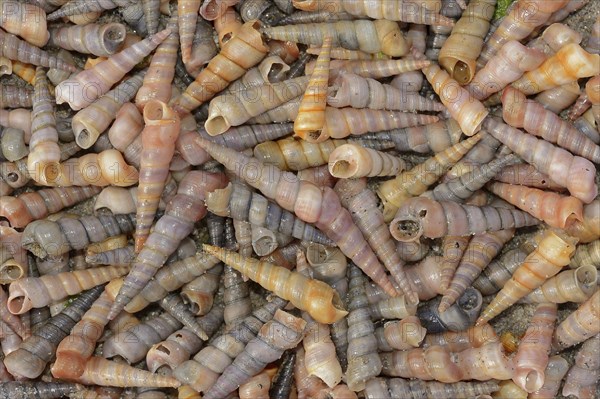 Common tower snail (Turritella communis) empty shells on the beach, Camargue, Provence, southern