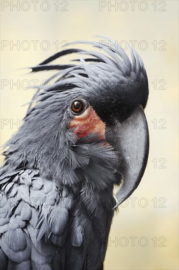 Palm cockatoo (Probosciger aterrimus), portrait, captive, occurring in Australia and New Guinea