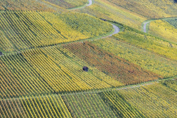 Vineyards in autumn, Rotenberg, Stuttgart, Baden-Württemberg, Germany, Europe