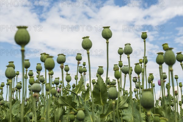 Opium poppy (Papaver somniferum), opium poppy field, Erlenbach, near Heilbronn, Baden-Württemberg,