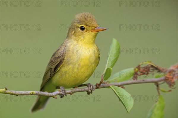 Icterine warbler (Hippolais icterina), Hypolaïs ictérine, Zarcero Icterino, Worms,