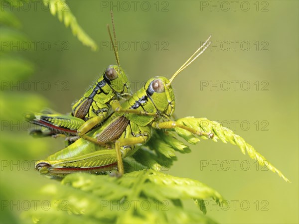Green mountain grasshopper (Miramella alpina), Grasshopper, Green Mountain Grasshopper,