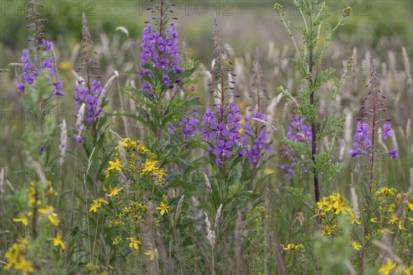 Willowherb (Epilobium angustifolium) and St John's Wort (Hypericum perforatum) between grasses by