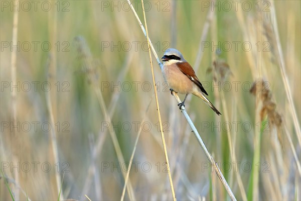 Red-backed shrike, red-backed shrike, thorn-backed shrike, family of shrikes, (Lanius collurio),