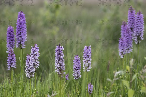 Southern marsh orchid (Dactylorhiza praetermissa), Emsland, Lower Saxony, Germany, Europe
