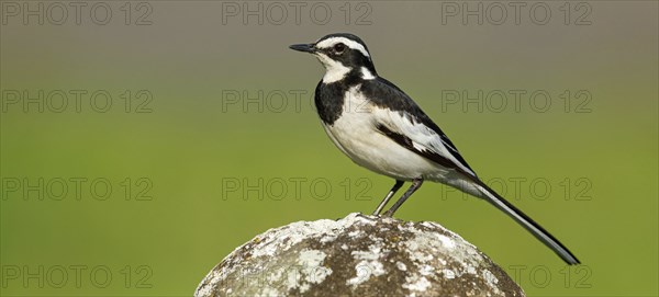 African Pied Wagtail, (Motacilla aguimp), Bergeronnette pie, Lavandera Africana, family of wagtails