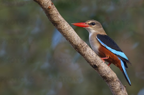 Grey-headed Kingfisher, Grey-headed Kingfisher, Tendaba camp Tendaba photo hid, Kwinella, South
