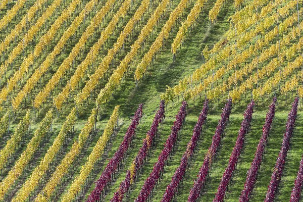 Vineyards in autumn, Rotenberg, Stuttgart, Baden-Württemberg, Germany, Europe