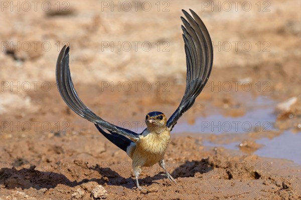 Red-rumped swallow (Hirundo daurica), Lesbos Island, Greece, Europsa, Europe
