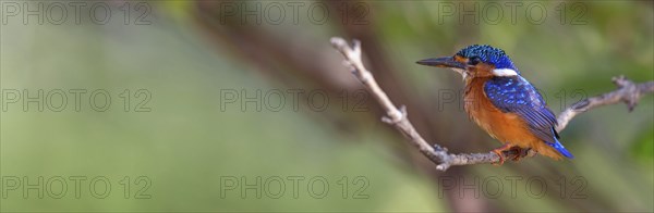 Crested Kingfisher, Corythohrnis cristatus, (Alcedo cristata), Kingfisher family, Malachite