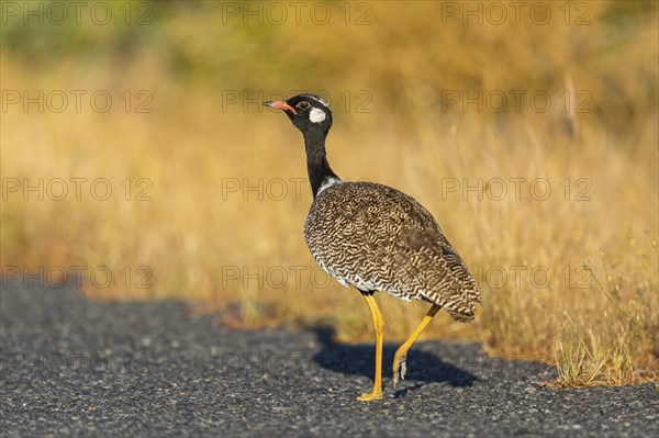 Black bustard (Afrotis afra), Afrotis atra, Eupodotis afra, Black Bustard, Southern Black Korhaan,