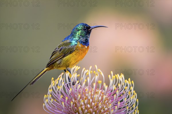 Orange-breasted sunbird (Anthobaphes violacea), Nectarinia violacea, Orange-breasted Sunbird,