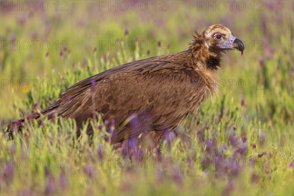 Monk Vulture, Monk Vulture, Black Vulture, (Cinereous Vulture), Aegypius monachus, Vautour moine,